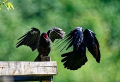 Corneille noire juvénile - Corvus corone - Carrion Crow<br>Région Parisienne