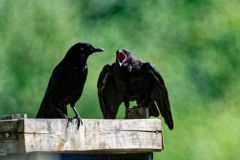 Corneille noire juvénile - Corvus corone - Carrion Crow<br>Région Parisienne