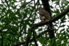 Faucon crécerelle juvénile - Falco tinnunculus - Common Kestrel<br>Région Parisienne