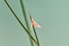 L’éphémère commune - Ephemera vulgata<br>Baronnies provençales