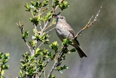 Pipit rousseline - Anthus campestris - Tawny Pipit<br>Baronnies provençales