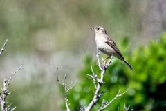 Pipit rousseline - Anthus campestris - Tawny Pipit<br>Baronnies provençales