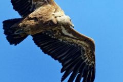 Vautour fauve - Gyps fulvus - Griffon Vulture<br>Baronnies provençales