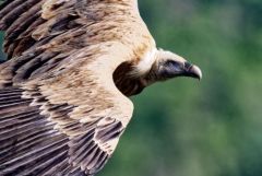 Vautour fauve - Gyps fulvus - Griffon Vulture<br>Baronnies provençales