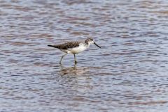 Chevalier aboyeur - Tringa nebularia - Common Greenshank<br>Vendée