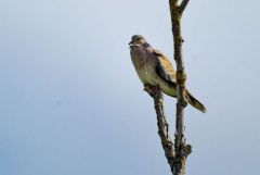 Tourterelle des bois - Streptopelia turtur - European Turtle Dove<br>Vendée