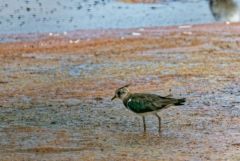 Vanneau huppé - Vanellus vanellus - Northern Lapwing<br>Vendée