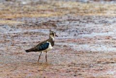 Vanneau huppé - Vanellus vanellus - Northern Lapwing<br>Vendée