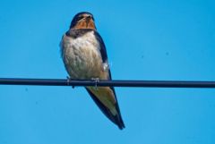 Hirondelle rustique - Hirundo rustica - Barn Swallow<br>Vendée