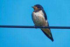 Hirondelle rustique - Hirundo rustica - Barn Swallow<br>Vendée