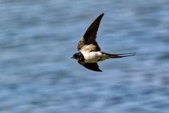 Hirondelle rustique - Hirundo rustica - Barn Swallow<br>Vendée