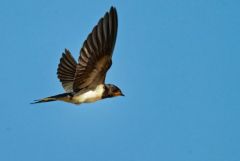 Hirondelle rustique - Hirundo rustica - Barn Swallow<br>Vendée