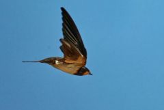 Hirondelle rustique - Hirundo rustica - Barn Swallow<br>Vendée