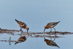 Bécasseau cocorli - Calidris ferruginea - Curlew Sandpiper<br>Région parisienne