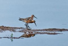 Bécasseau cocorli - Calidris ferruginea - Curlew Sandpiper<br>Région parisienne