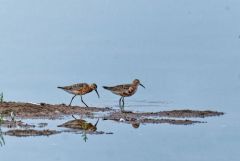 Bécasseau cocorli - Calidris ferruginea - Curlew Sandpiper<br>Région parisienne