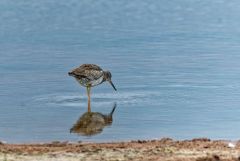 Chevalier arlequin - Tringa erythropus - Spotted Redshank<br>Vendée