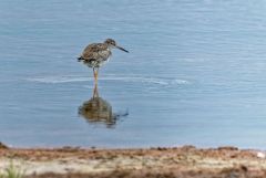 Chevalier arlequin - Tringa erythropus - Spotted Redshank<br>Vendée