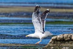 Goéland marin - Larus marinus - Great Black-backed Gull<br>Vendée