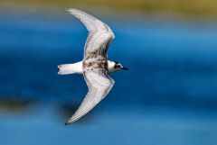 Guifette moustac - Chlidonias hybrida - Whiskered Tern<br>Vendée