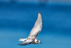 Guifette moustac - Chlidonias hybrida - Whiskered Tern<br>Vendée