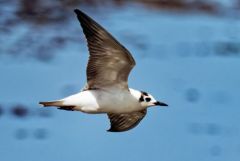 Guifette moustac - Chlidonias hybrida - Whiskered Tern<br>Vendée