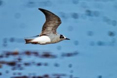 Guifette moustac - Chlidonias hybrida - Whiskered Tern<br>Vendée