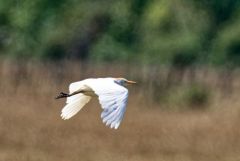 Héron garde-boeufs - Bubulcus ibis - Western Cattle Egret<br>Vendée