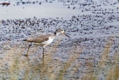 Chevalier aboyeur - Tringa nebularia - Common Greenshank<br>Vendée