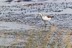 Chevalier aboyeur - Tringa nebularia - Common Greenshank<br>Vendée