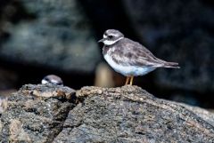 Grand Gravelot ou Pluvier grand-gravelot - Charadrius hiaticula - Common Ringed Plover<br>Vendée