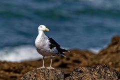 Goéland marin - Larus marinus - Great Black-backed Gull<br>Vendée