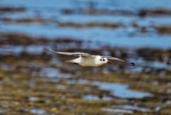 Guifette moustac - Chlidonias hybrida - Whiskered Tern<br>Vendée