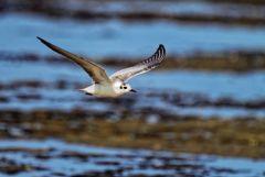 Guifette moustac - Chlidonias hybrida - Whiskered Tern<br>Vendée