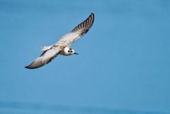 Guifette moustac - Chlidonias hybrida - Whiskered Tern<br>Vendée