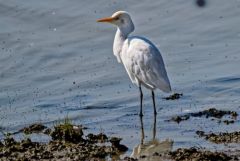 Héron garde-boeufs - Bubulcus ibis - Western Cattle Egret<br>Vendée