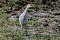 Héron garde-boeufs - Bubulcus ibis - Western Cattle Egret<br>Vendée