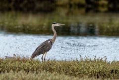 Héron cendré - Ardea cinerea - Grey Heron<br>