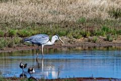 Héron cendré - Ardea cinerea - Grey Heron<br>