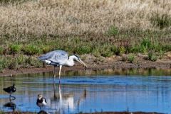 Héron cendré - Ardea cinerea - Grey Heron<br>