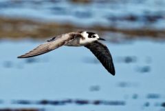 Guifette noire - Chlidonias niger - Black Tern<br>Vendée