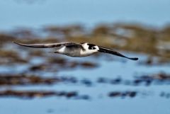 Guifette noire - Chlidonias niger - Black Tern<br>Vendée