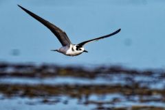 Guifette noire - Chlidonias niger - Black Tern<br>Vendée