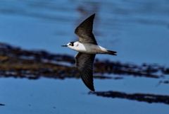 Guifette noire - Chlidonias niger - Black Tern<br>Vendée