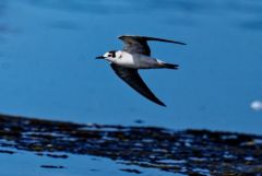 Guifette noire - Chlidonias niger - Black Tern<br>Vendée