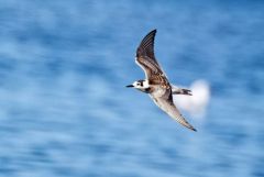 Guifette noire - Chlidonias niger - Black Tern<br>Vendée