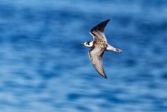 Guifette noire - Chlidonias niger - Black Tern<br>Vendée