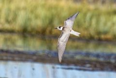 Guifette noire - Chlidonias niger - Black Tern<br>Vendée