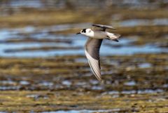 Guifette noire - Chlidonias niger - Black Tern<br>Vendée