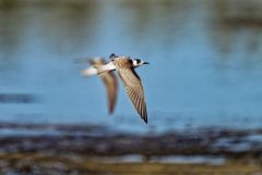 Guifette noire - Chlidonias niger - Black Tern<br>Vendée